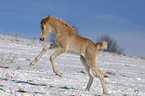 running foal