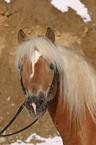 Haflinger horse portrait