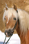 Haflinger horse portrait