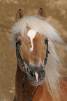 Haflinger horse portrait