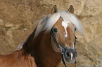 Haflinger horse portrait