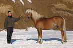 man with Haflinger stallion