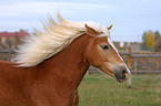 Haflinger horse portrait