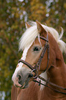 Haflinger horse portrait