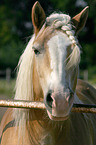 horse portrait