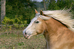 Haflinger Portrait