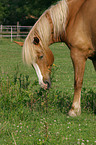 grazing horse