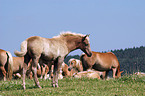 Herd of horses