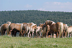 Herd of horses