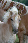 Haflinger foal