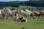 Herd of horses