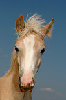 Haflinger foal