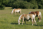 grazing horses