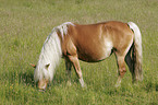 grazing horse