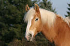 Haflinger horse portrait