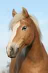 Haflinger horse portrait