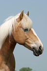 Haflinger horse portrait