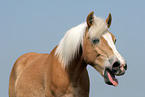 gaping Haflinger horse