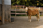 Haflinger on Paddock