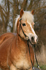 Haflinger