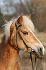 Haflinger