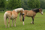 horses in the meadow