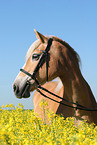 Haflinger horse in rape field