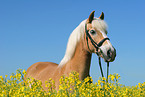 Haflinger horse in rape field