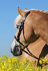Haflinger horse in rape field