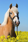 Haflinger horse in rape field