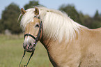 Haflinger Portrait