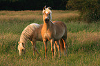 grazing horses