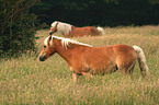 horses