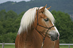 Haflinger Portrait