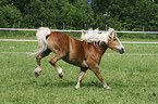 running Haflinger