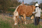 grazing horse