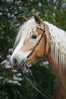 Haflinger Portrait