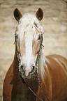 Haflinger Portrait