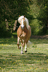 trotting horse