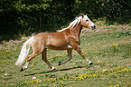 trotting horse