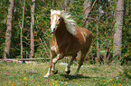 Haflinger