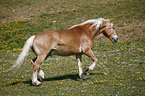 trotting horse