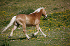 trotting horse