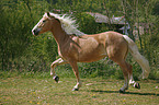 trotting horse