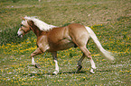 trotting horse