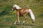 trotting horse