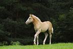 Haflinger foal