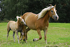 Haflinger mare with foal