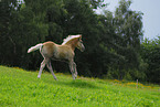 Haflinger