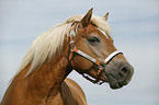 Haflinger Portrait